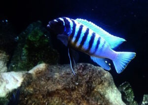 Metriaclima fainzilberi 'Charo'